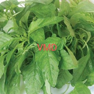 Hạt giống Rau Dền Xanh Lá Nhọn