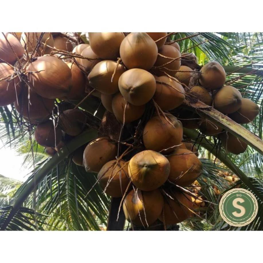 Cây Giống Dừa Mã Lai cho trái sau 2.5 năm trồng ( NHẬN THAM QUAN VƯỜN) , cây đẹp, giống chuẩn