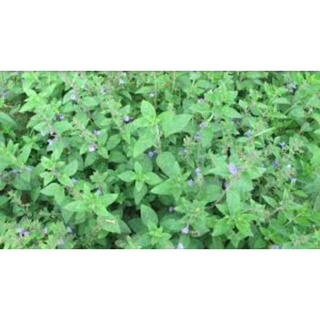 [Shop Mới] NHÂN TRẦN 1kg sạch đã sao thơm