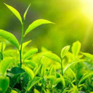 [TRÀ OOLONG THÚY NGỌC - PHƯƠNG NAM] #Traoolong #Traphuongnam
