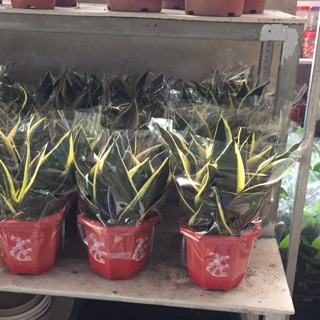 Lưỡi hổ thái mini bộ đôi