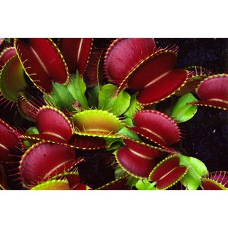 hạt giống cây bẫy kẹp bắt ruồi f1