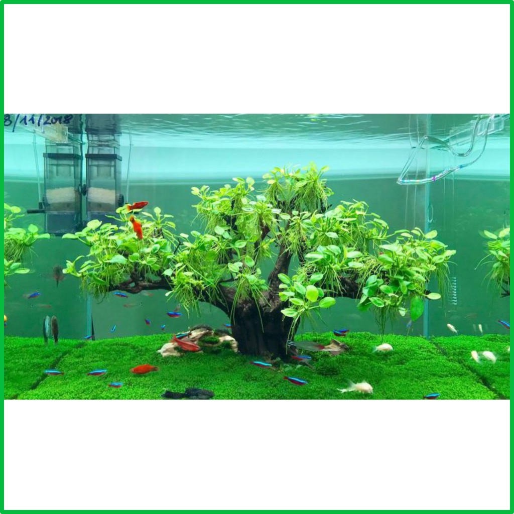 Rêu Minifiss Lá Nước 🐠🐠🐠 - Rêu Minifiss Lá Cạn - Rêu Trang Trí Bể Cá - Rêu Trải Nền Hồ Thủy Sinh