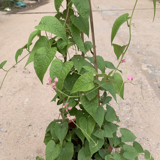 [HOA LEO GIÀN] Cây hoa TIGON trồng chậu cao 35cm, hoa mọc từng chùm màu hồng tuyệt đẹp, cây trồng ban công tường rào