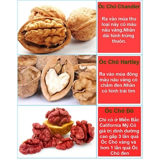 Nhân óc chó đỏ Mỹ