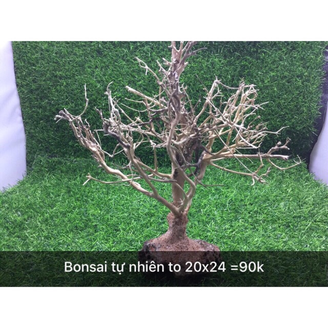 Cây bonsai tự nhiên