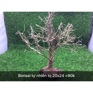 Cây bonsai tự nhiên