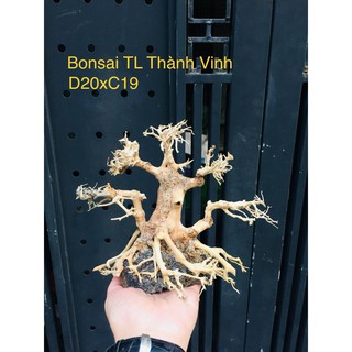 Bonsai Lũa Gỗ bể cá Thủy sinh siêu rẻ
