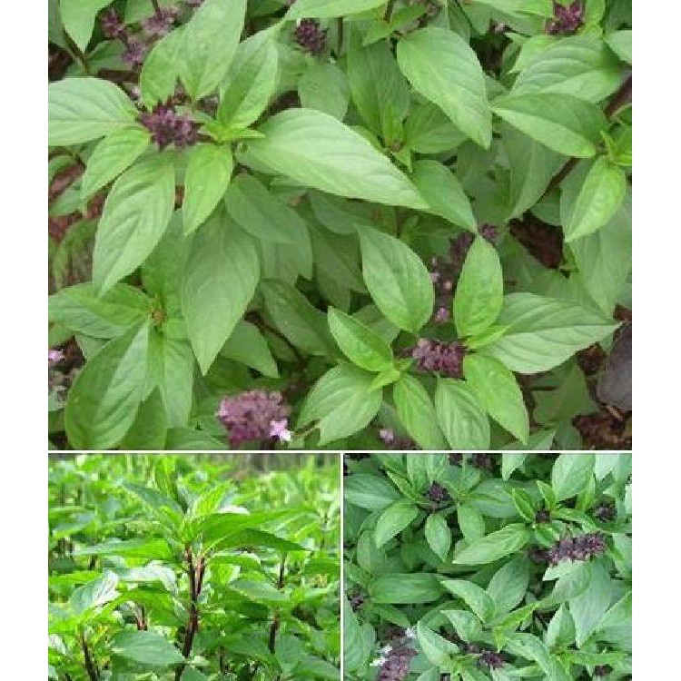 Hạt Giống Rau Húng Quế