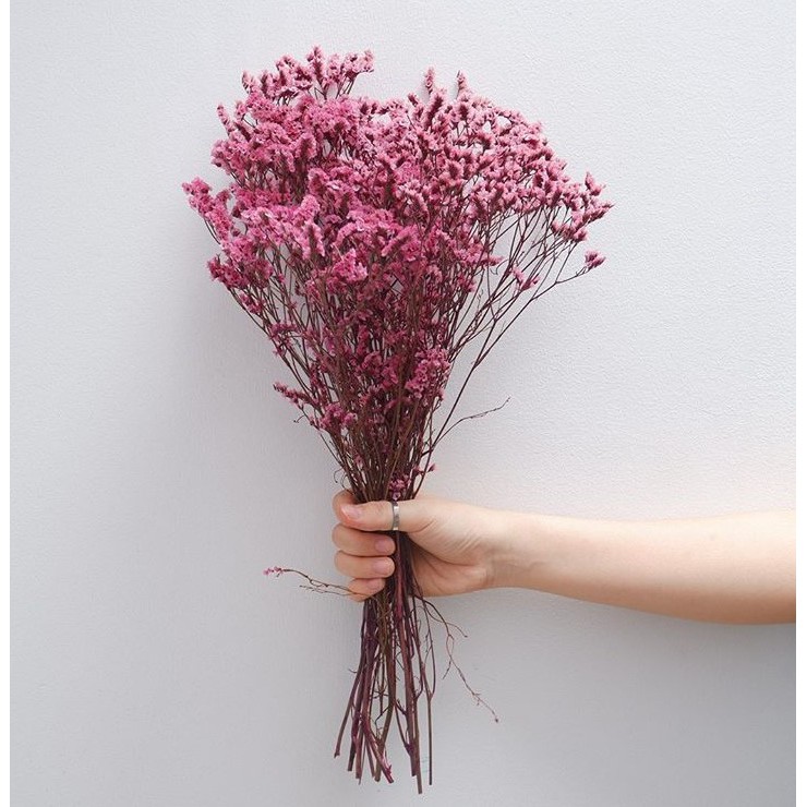 Hoa Sao Khô Nhiều Màu