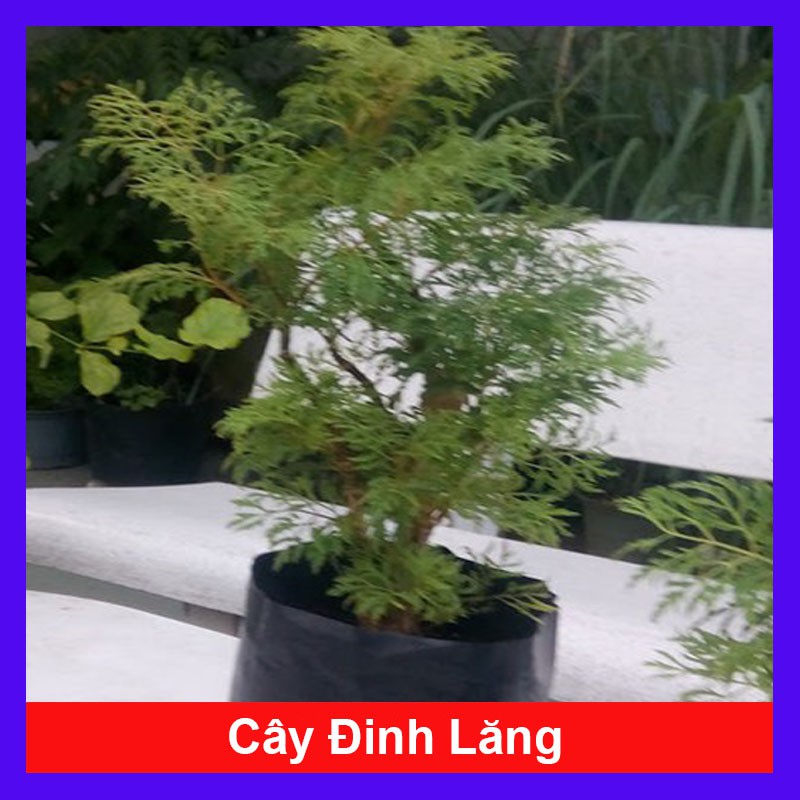 Cây Đinh Lăng - Cây cảnh sân vườn + Tặng phân bón cho cây mau lớn