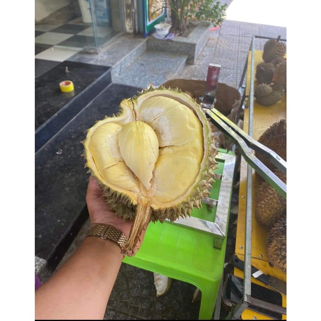 Cây giống sầu riêng ri6 siêu lùn