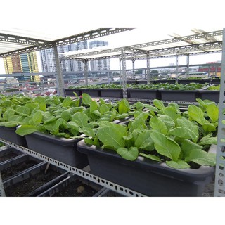 [Giá RẺ]  Combo 05 Chậu nhựa trồng rau sạch thông minh | Khay trồng rau thế hệ mới chất đẹp.