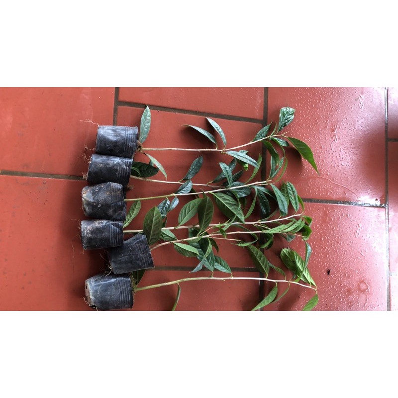 Cây trà hoa vàng. cây không phải cành dâm