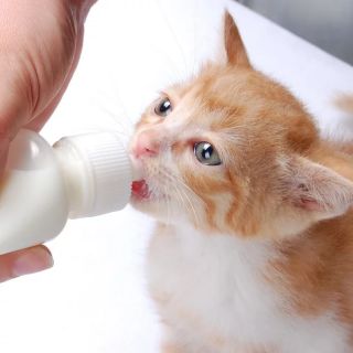 BÌNH BÚ/BÌNH SỮA/BÌNH TI CHO CHÓ MÈO CON