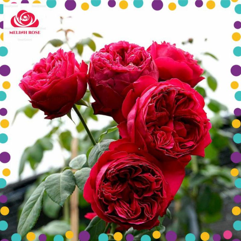 Hoa Hồng Leo Pháp Red Eden Màu Đỏ Tươi-Vườn Hoa Melinhrose