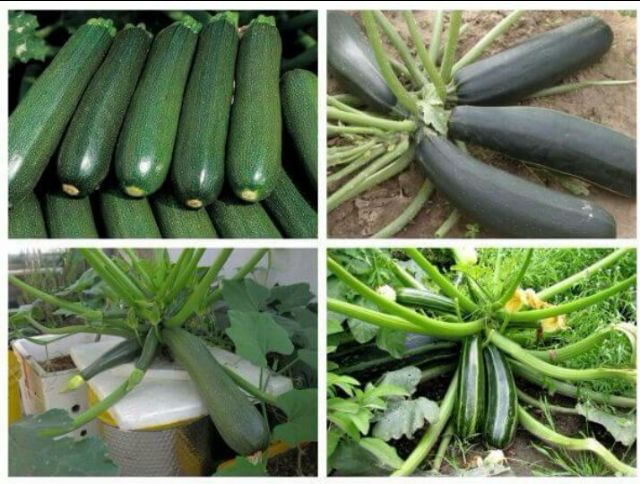 Combo 5 gói rau mùa hè dễ trồng nhanh thu hoạch( Tặng thêm 1 gói)