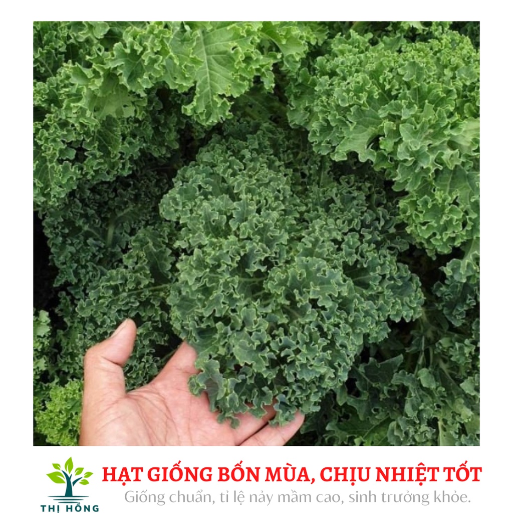 Hạt giống cải xoăn Kale xanh 20 hạt ( Nhập khẩu từ Đức, rìa lá xoăn tít, cuộng to, ăn không bị xơ)