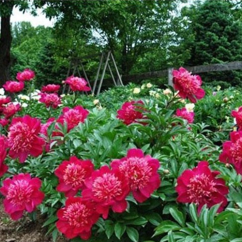 Hạt Giống Hoa Mẫu Đơn Mix Đủ Màu (gói 10 hạt, tặng phân)