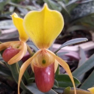 hoa lan hài helen