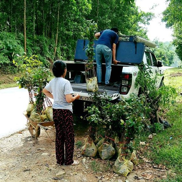 Giống Cây Sim Rừng, Cây Con Được Đánh Từ Đồi Sim Về, Đã Có Hoa Và Quả Khi Tới Mùa- Hoa Trong Đồi Sim Tím "Mắt Biết"