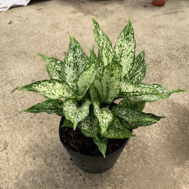 Cây ngọc ngân trưởng thành cao 20cm, xanh tươi quanh năm rất dễ chăm sóc, trang trí nội thất và để bàn