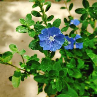 Hoa Thanh Tú (Blue Daze)