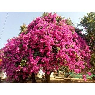 CHẬU HOA GIẤY ĐỦ MÀU, CHẬU LỚN, GIÁ SIÊU RẺ