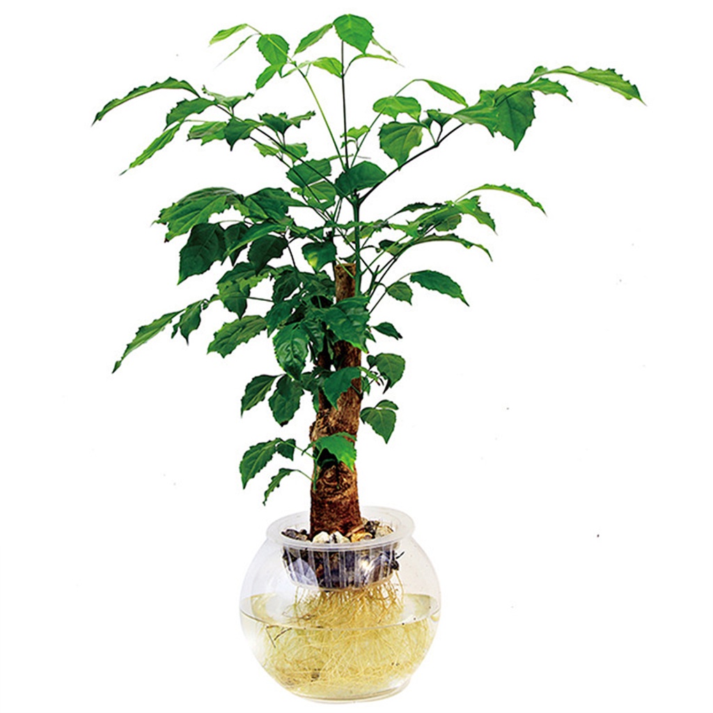 Bình Cắm Hoa Bằng Nhựa Trong Suốt Đa Năng Chất Lượng Cao