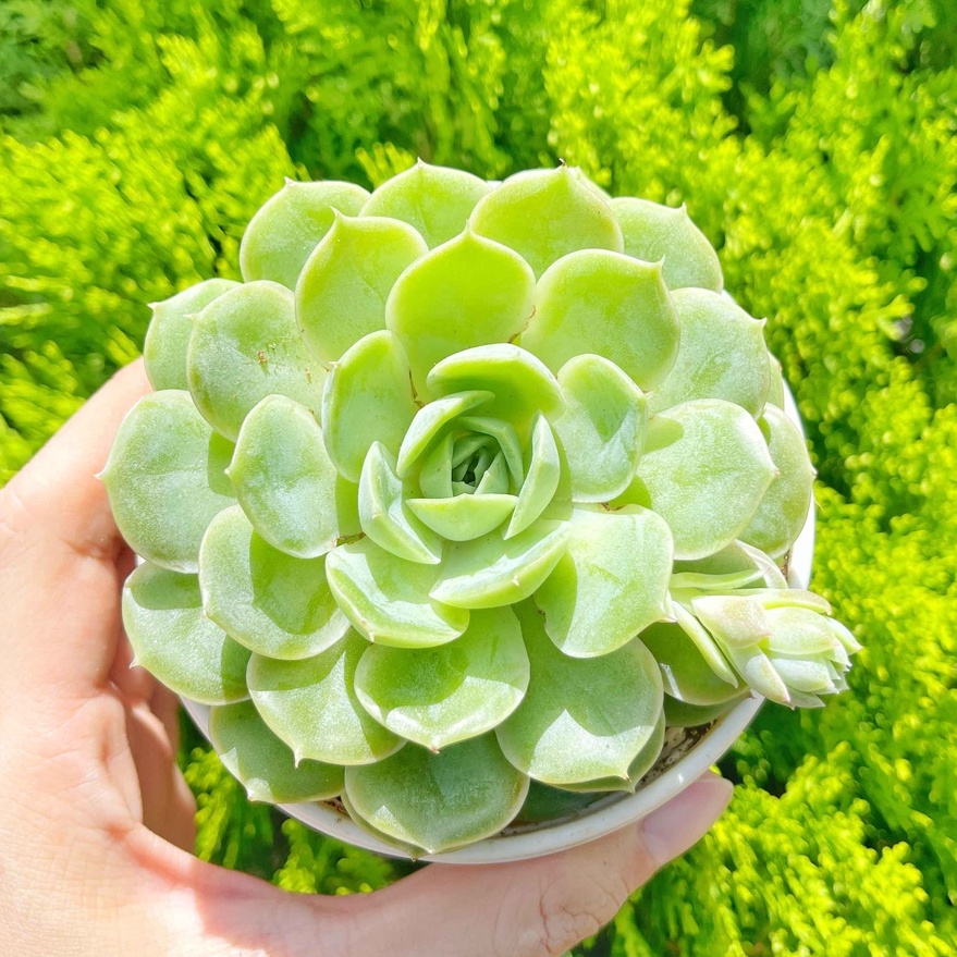 Sen đá ngọc bích 9-11cm - Vườn sen đá