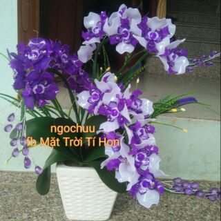 nguyên liệu hoa lan + chậu