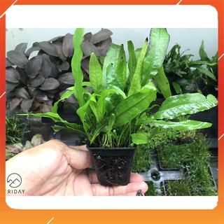 Cây thủy sinh Dương Xỉ Java (Microsorum java)