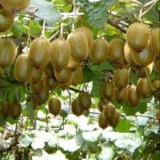 Cây kiwi ruột vàng giống nhập khẩu nguyên bầu