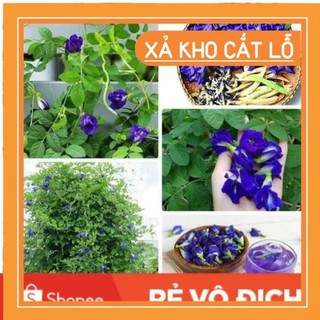 (SALE LỚN) 50 hạt giống hoa đậu biếc
