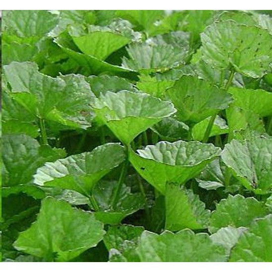 HẠT GIỐNG RAU MÁ - GÓI 1 GRAM