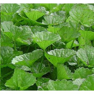 HẠT GIỐNG RAU MÁ - GÓI 1 GRAM669