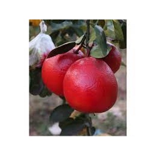 Cây giống bưởi đỏ luận văn