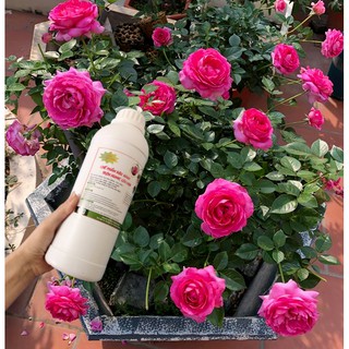 Combo 3 chai đậu tương ủ trứng chuối Humic