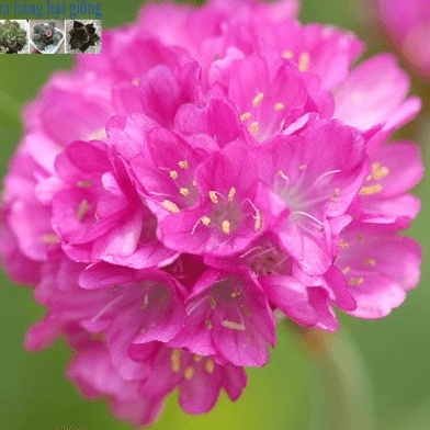 Hạt Giống Hoa Hồng Nhi Ngọc