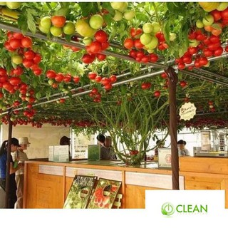Hạt giống cà chua bạch tuột