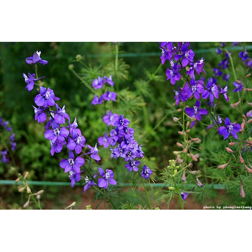 Hạt giống hoa violet giá rẻ