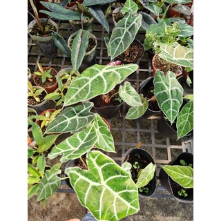 Alocasia watsonniana