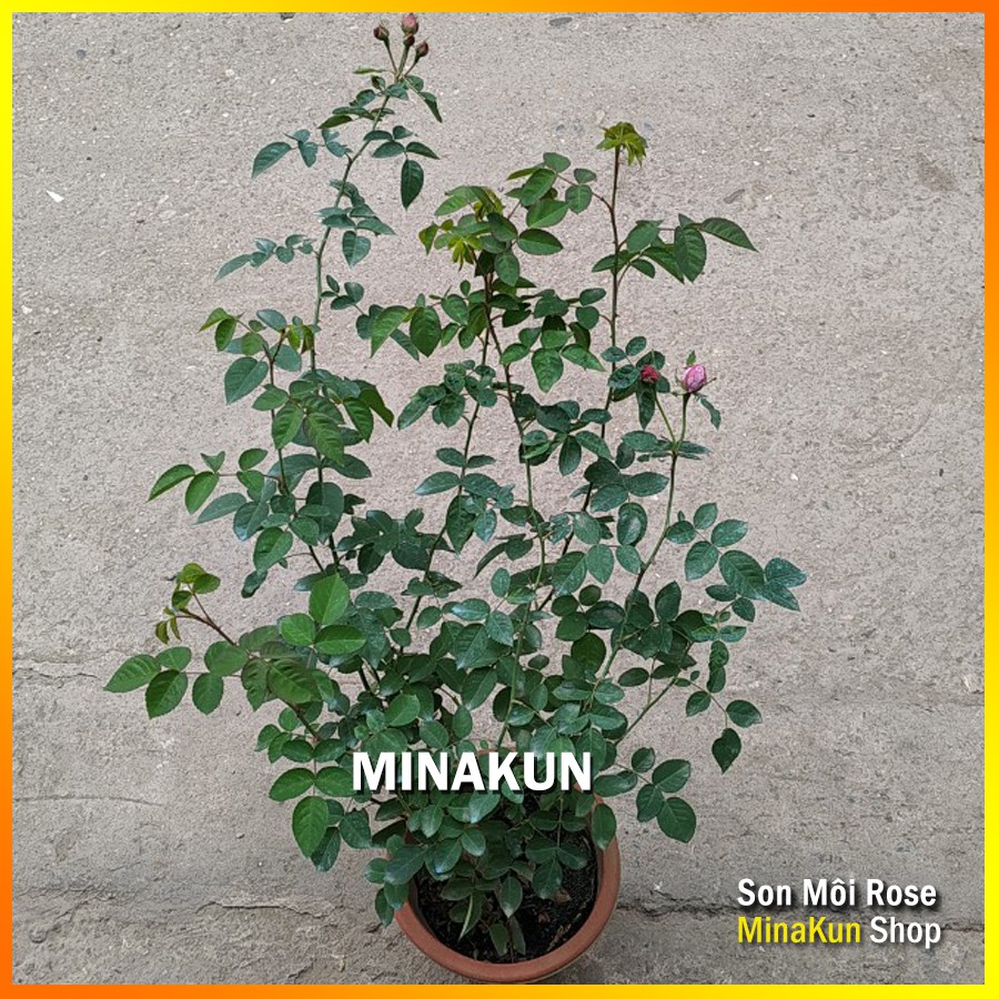 Hoa hồng cổ Son Môi siêu thơm hoa chùm - MinaKun Shop