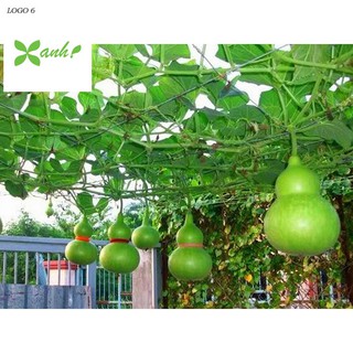 Hạt giống Bầu hồ lô (lớn, tí hon)