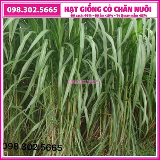 Hạt giống cỏ cao lương Sweet Jumbo - gói 100g