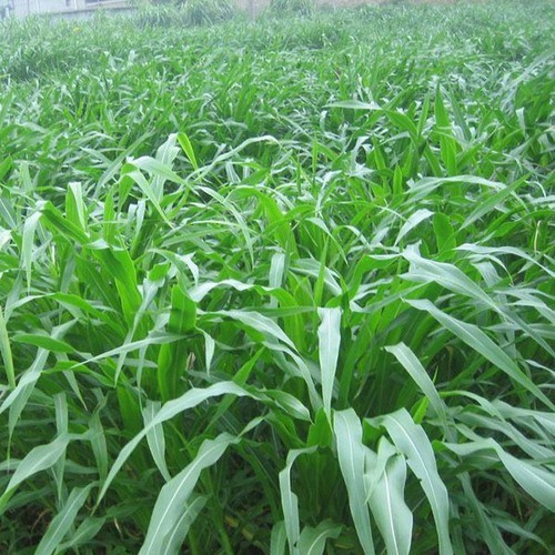 Hạt giống cỏ Lai Ngọt - gói 200g siêu năng suất dùng trong chăn nuôi trâu, bò, cá, thỏ...