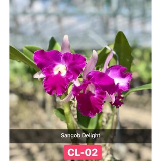 Hoa lan Cattleya Sangod Delight