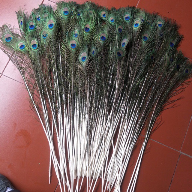 Vật phẩm phong thủy # Lông Công Phong Thủy (10 Cọng)# Đồ Trang Trí Phong Thủy