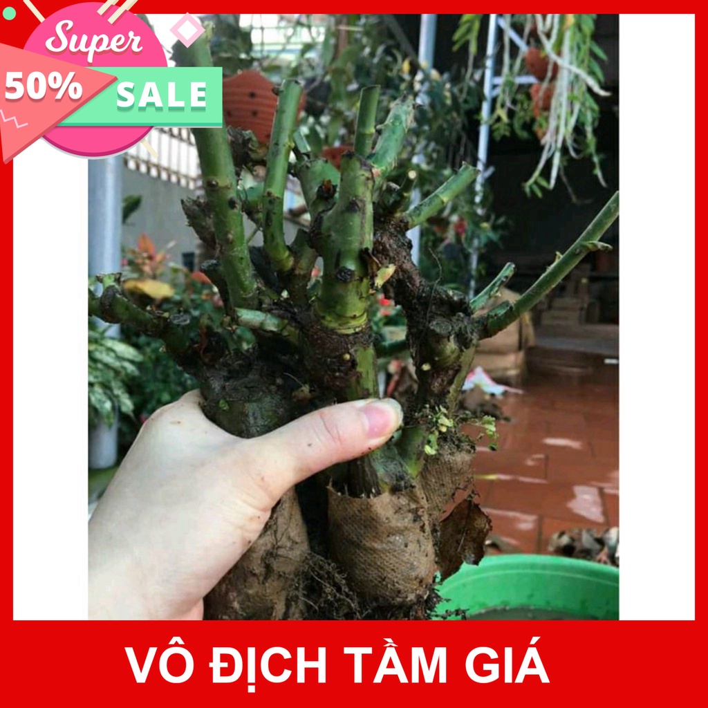 Giống Chuẩn Cây Hoa hồng ngoại