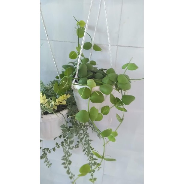 Dây leo sò hường